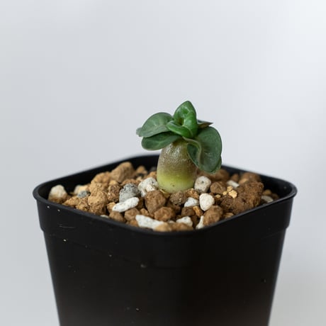 アデニウム アラビカム ドーセットホーン 獅子葉 実生 Adenium Arabicum Dorset Horn 塊根植物 コーデックス 多肉植物 珍奇植物 静岡 ANTIDOTE 通販 S1453