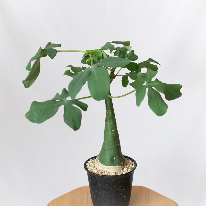 【GWセール】アデニア グラウカ / 幻蝶かずら 文福茶釜 コーデックス 希少 アデニア グラウカ 幻蝶かずら Adenia glauca 塊根植物 コーデックス