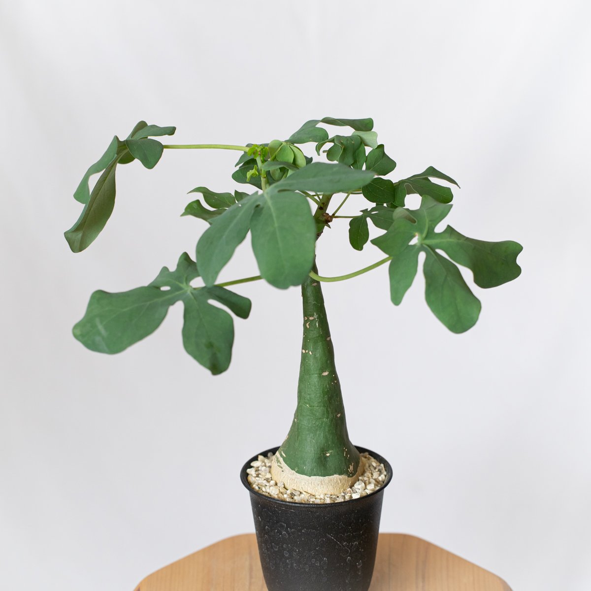 アデニア グラウカ 幻蝶かずら Adenia glauca 塊根植物 コーデックス