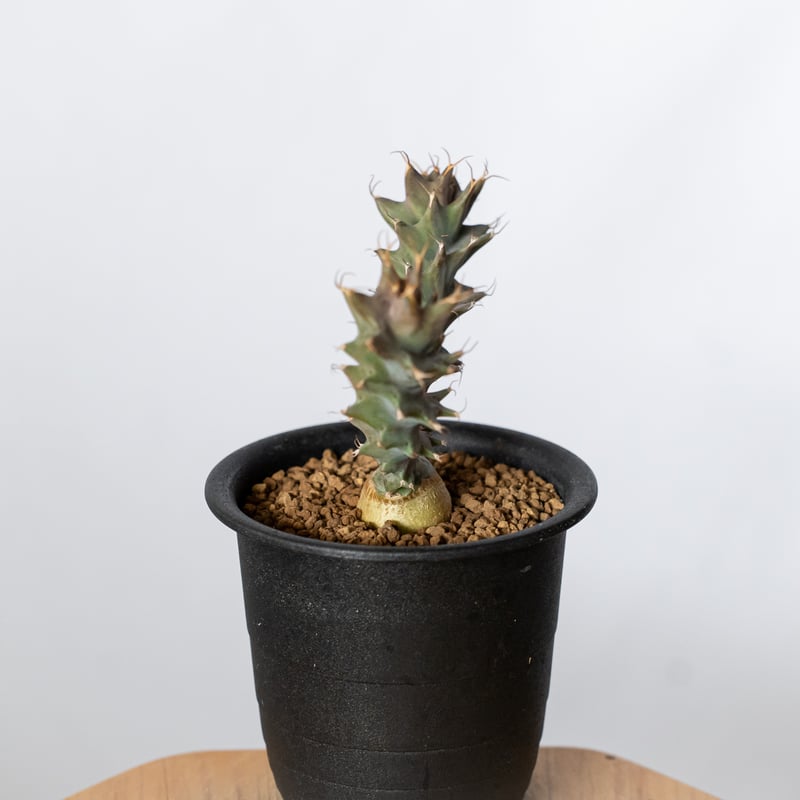 ユーフォルビア トルチラマ 実生 Euphorbia tortirama 多肉植物 珍奇