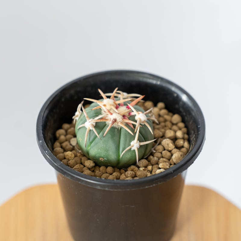 翠平丸 台付 エキノカクタス 白刺翠平丸 実生 美株 Echinocactus