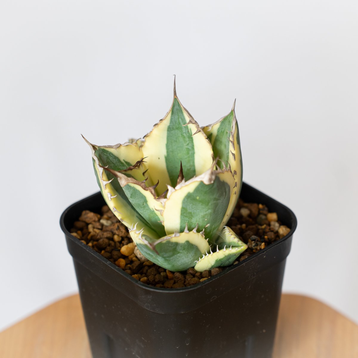 アガベ チタノタ スナグルトゥース OC株 アガベ チタノタ スナグルトゥース OC株 美株 Agave titanota Snaggle