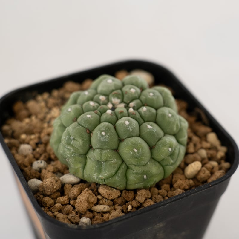 その他 OZWRT Spirit of Astrophytum OZWRT Spirit of Astrophytum