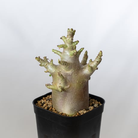 アデニウム アラビカム ブラックスキン Adenium Arabicum Black Skin 塊根植物 コーデックス 珍奇植物 多肉植物 静岡 ANTIDOTE 通販 S1354