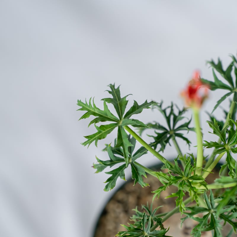 ヤトロファ カタルティカ 錦珊瑚 Jatropha cathartica ベルランディ