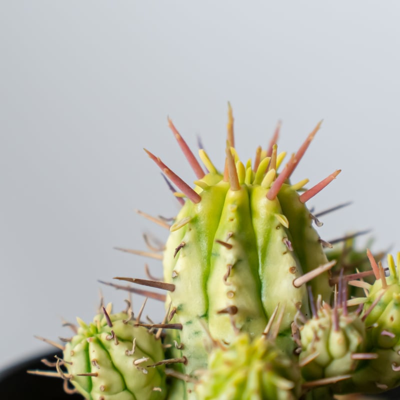 ユーフォルビア 紅彩閣錦 エノプラ 斑入り Euphorbia enopla 塊根植物