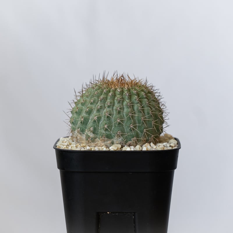 コピアポア コルムナアルバ 孤竜丸 台付 美株 Copiapoa cinerea var. c
