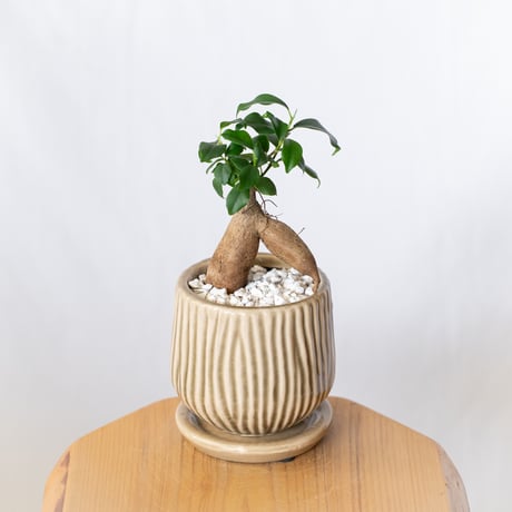 ガジュマル | STORES