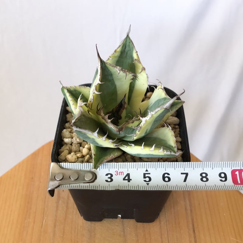 アガベ チタノタ スナグルトゥース OC株【発根管理中】Agave