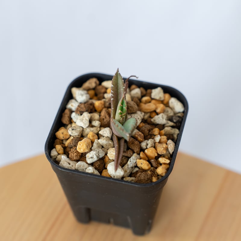 アガベ チタノタ 鰐亀 ワニガメ TC株 Agave titanota alligator s