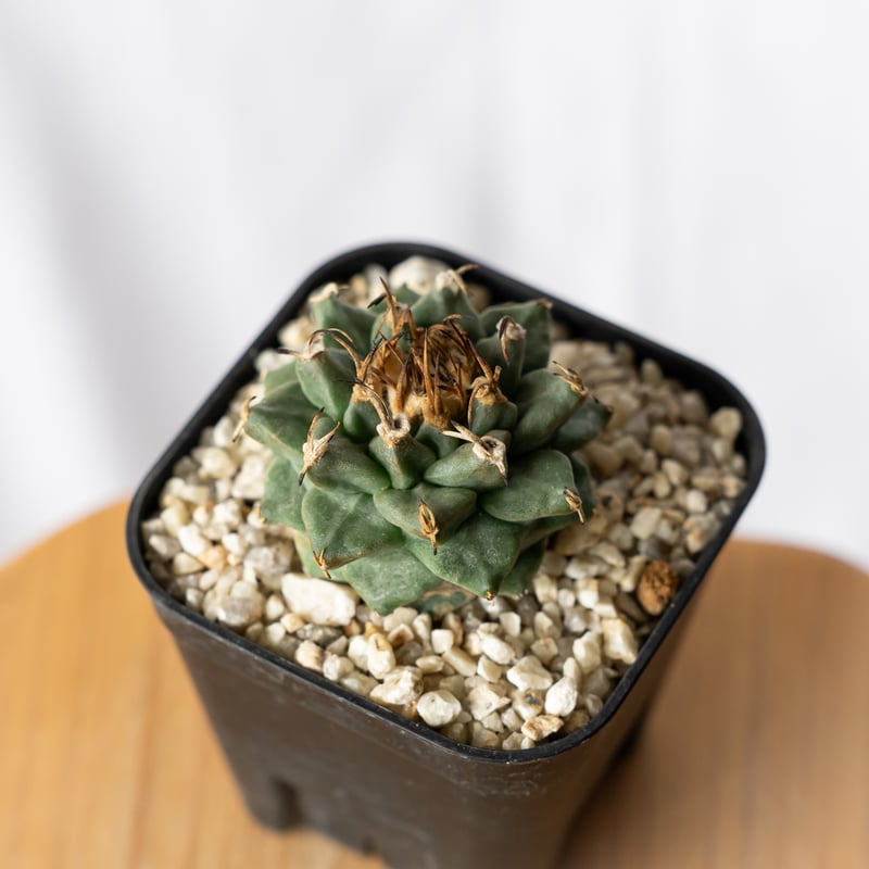 ツルビニカルプス アロンソイ 実生 Turbinicarpus alonsoi サボテン