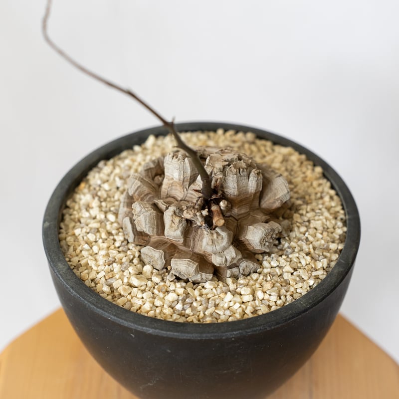 亀甲竜 ディオスコレア・エレファンティペス 大株 Dioscorea