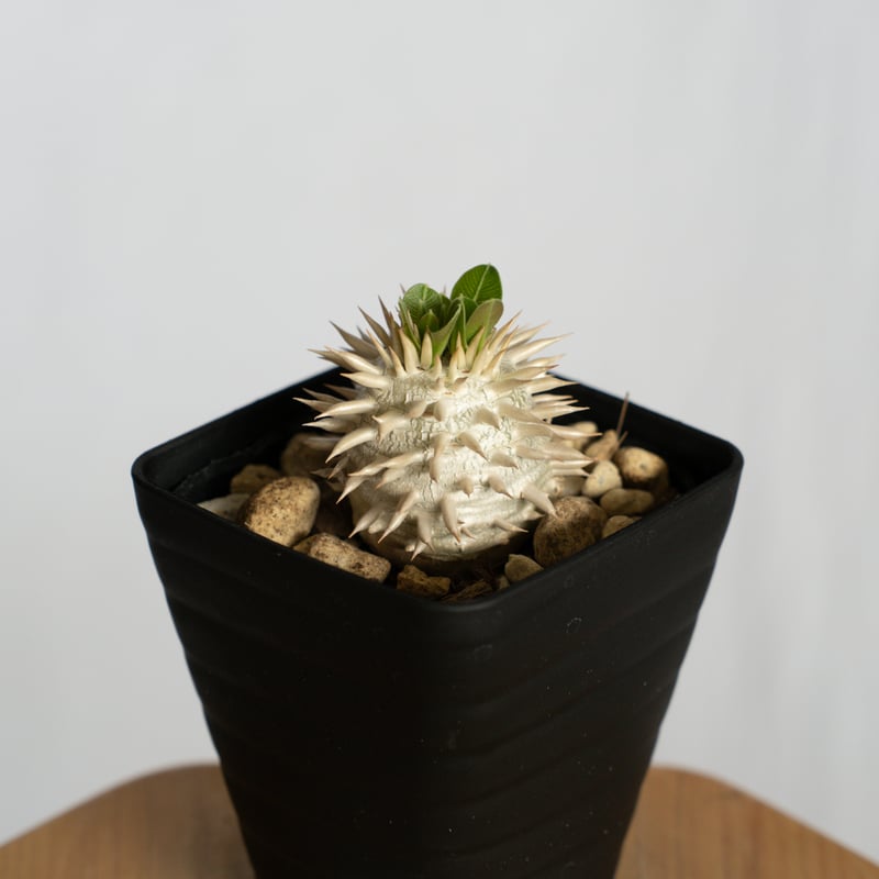 パキポディウム エブレネウム 実生 Pachypodium eburneum 塊根植物