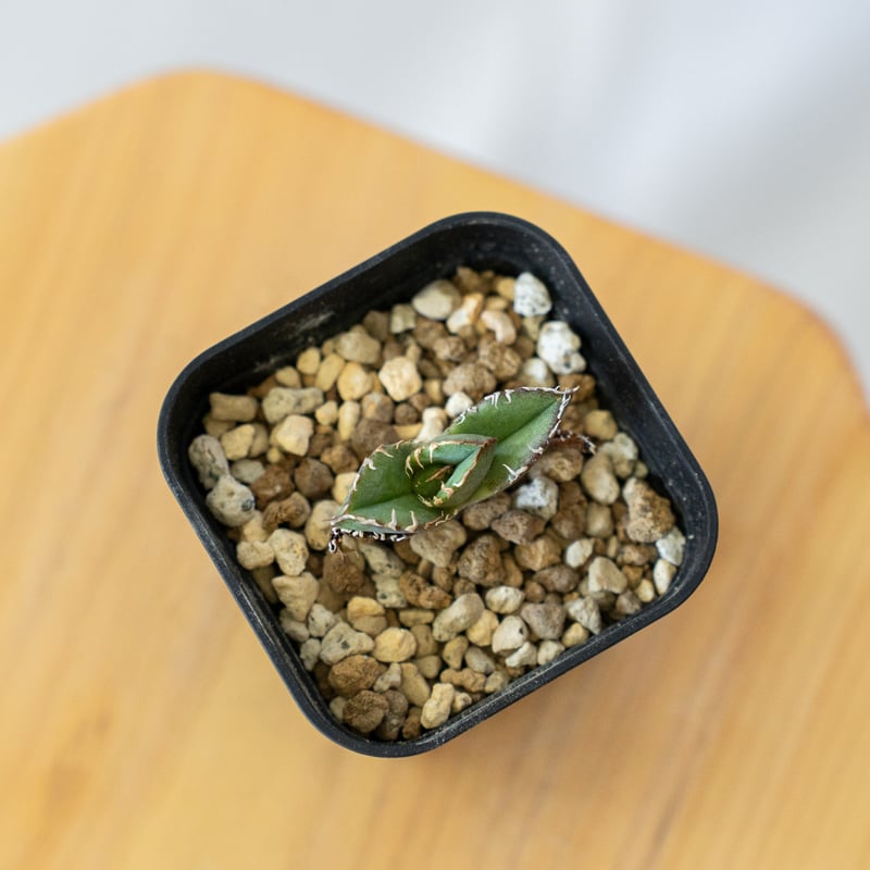 アガベ チタノタ 皇冠 TC【発根管理中】 Agave titanota Crown