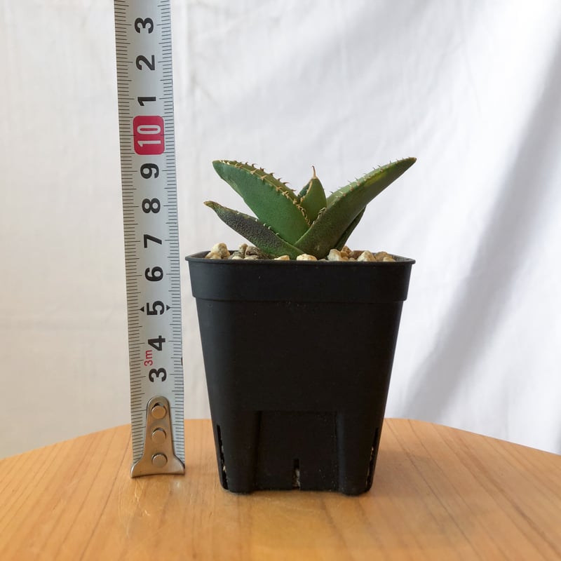 アガベ チタノタ 大白鯊 【発根管理中】ホオジロザメ Agave