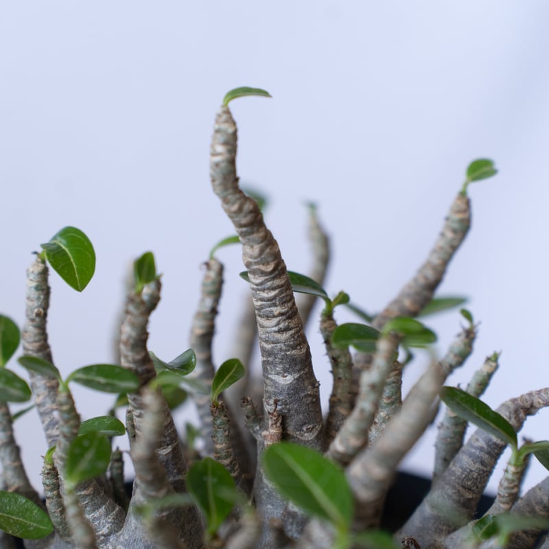 アデニウム ブラックスキン アラビカム 大株 Adenium Arabicum
