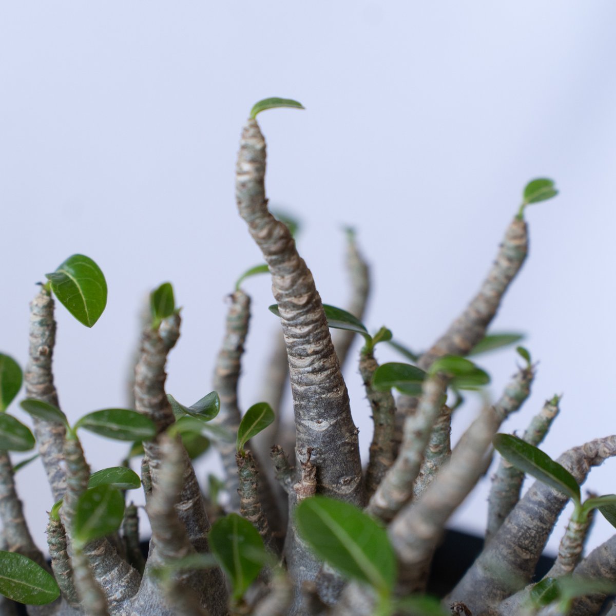 アデニウム ブラックスキン アラビカム 大株 Adenium Arabicum Black S
