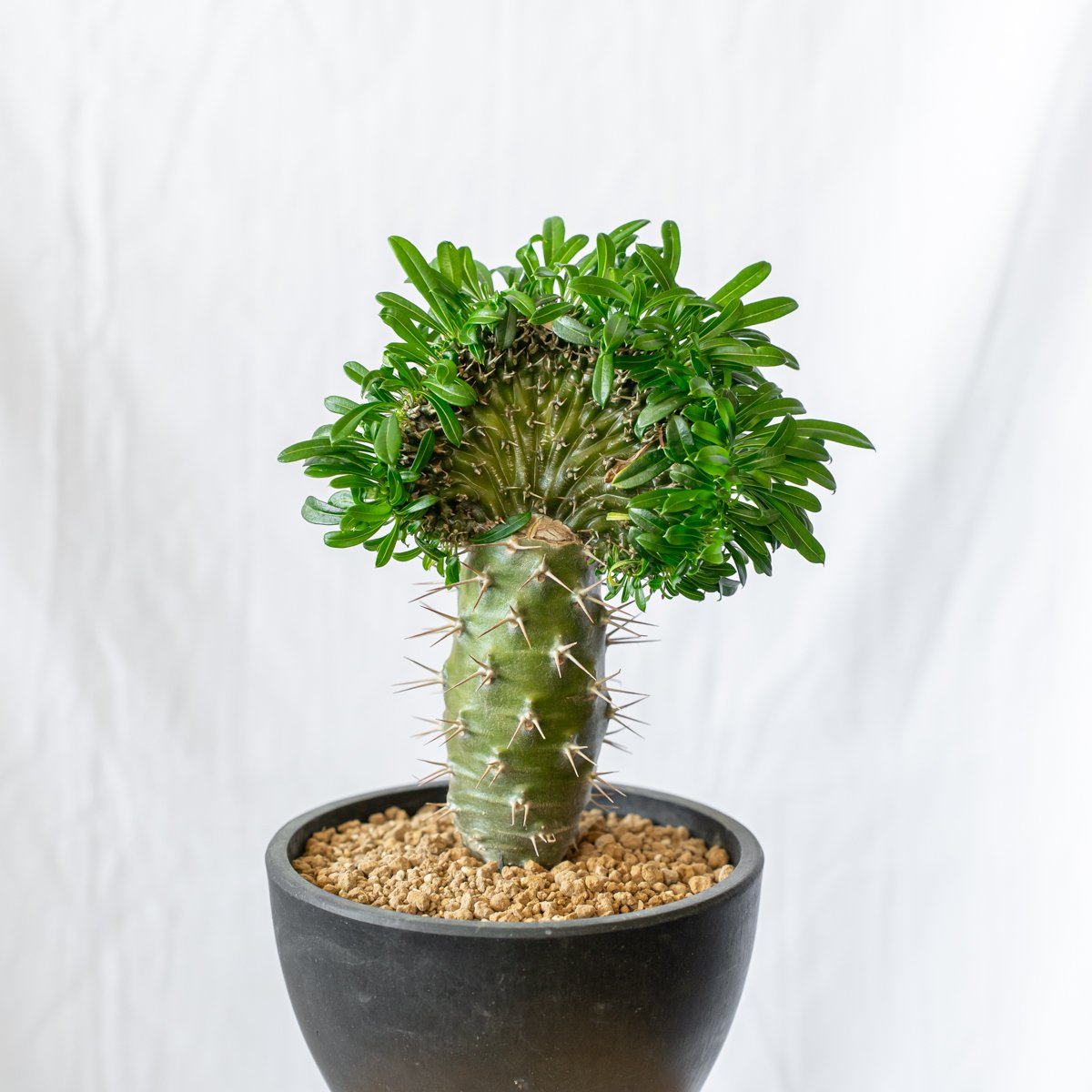 パキポディウム ラメリー綴化 観葉植物 多肉植物 コーデックス アガベ パキポディウム ラメリー 綴化 接木 美株 Pachypodium lamerei f