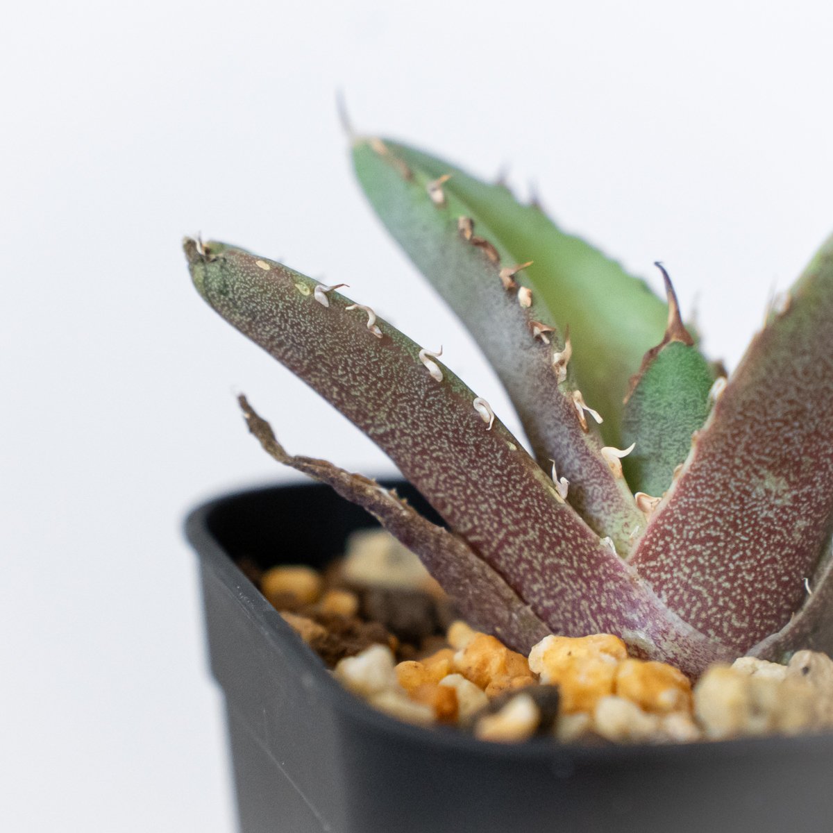 アガベ チタノタ 冠鷲 クラウンイーグル【発根管理中】TC株 Agave