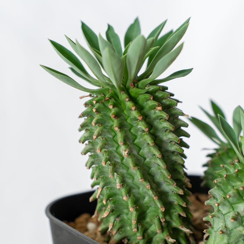 ユーフォルビア アズミノテッコウマル 安曇野鉄甲 実生 Euphorbia