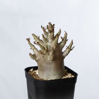 アデニウム アラビカム ブラックスキン 実生【発根管理中】Adenium Arabicum Black Skin 塊根植物 コーデックス 珍奇植物 多肉植物 静岡 ANTIDOTE 通販 S1367