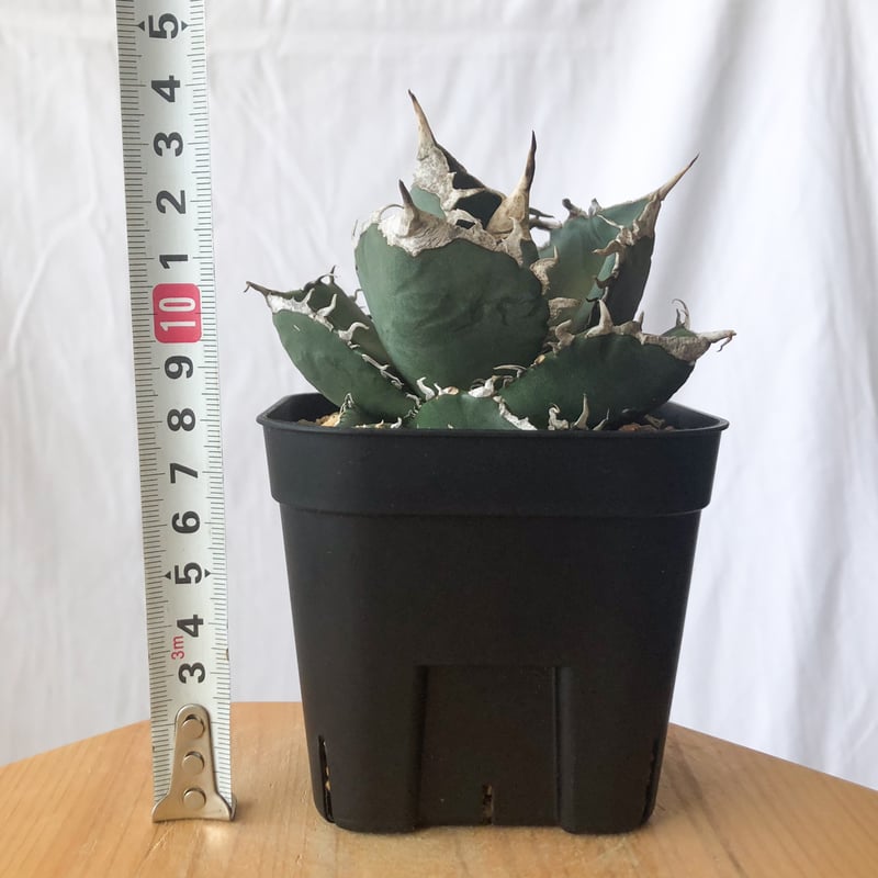 アガベ チタノタ 南アフリカダイヤモンド TC株 Agave titanota South A