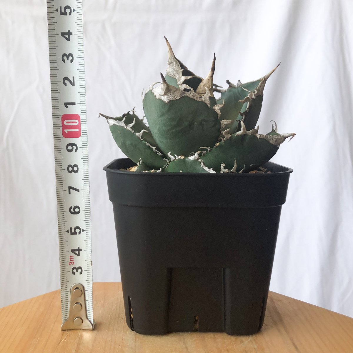 アガベ チタノタ 南アフリカダイヤモンド TC株 Agave titanota South A