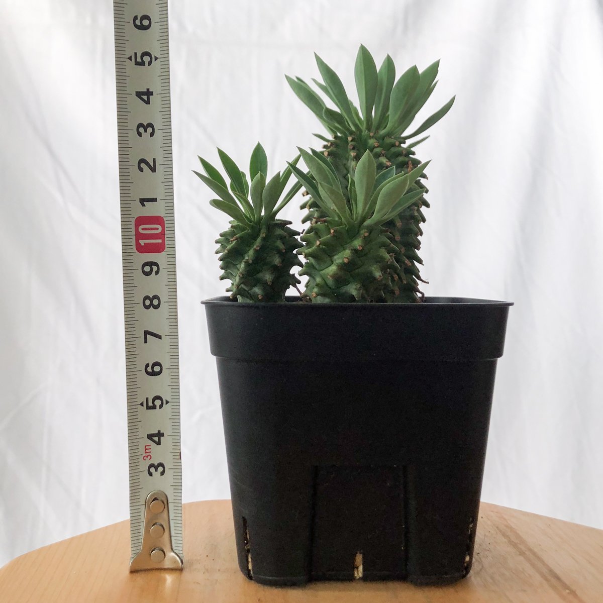 ユーフォルビア アズミノテッコウマル 安曇野鉄甲 実生 Euphorbia