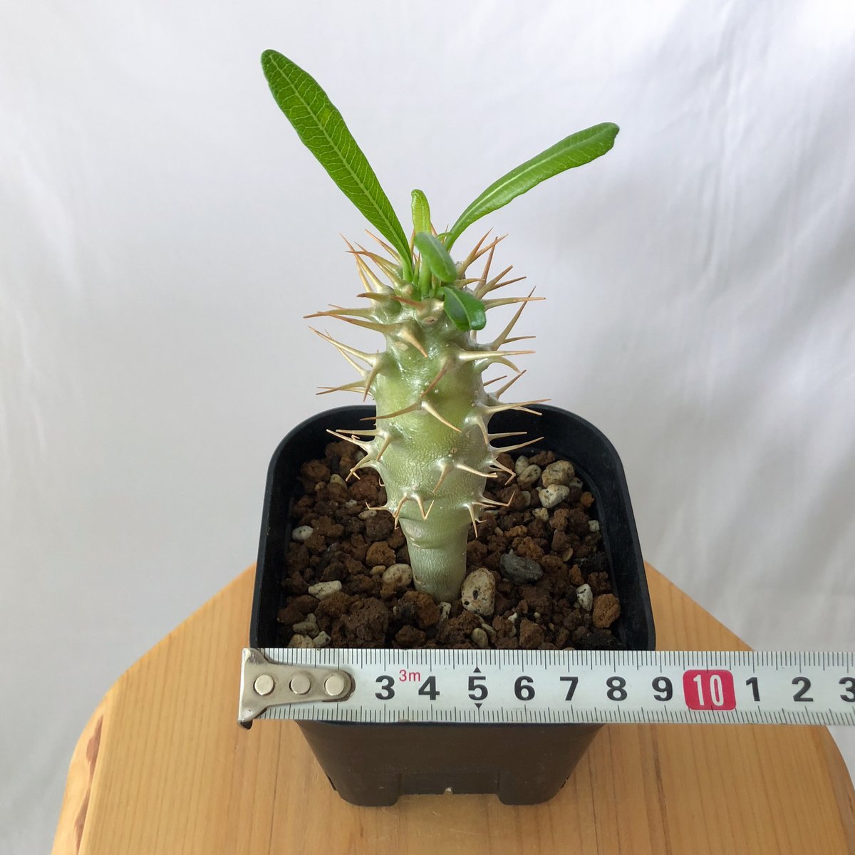 パキポディウム アンボンゲンセ 実生 Pachypodium ambongense. 塊根植物