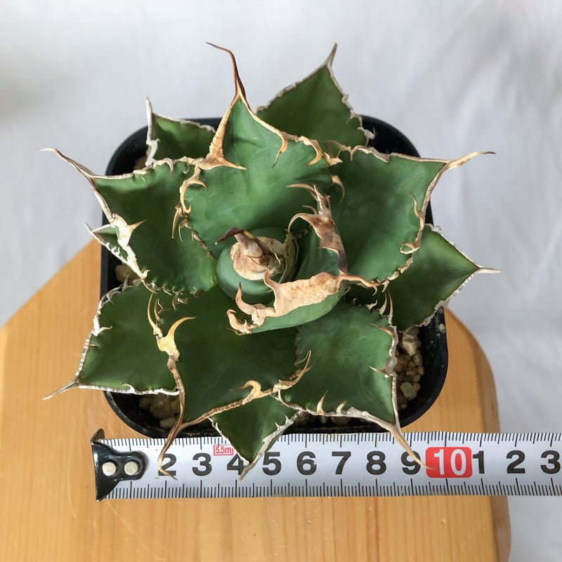 アガベ チタノタ 緑幽霊【発根管理中】TC株 Agave titanota 多肉植物