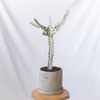 ユーフォルビア ホワイトゴースト 鉢セット Euphorbia lactea White Ghost 多肉植物 観葉植物 珍奇植物 静岡 ANTIDOTE 通販 S1188