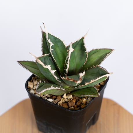 アガベ チタノタ 狼人 OC株 Agave titanota Werewolf  多肉植物 珍奇植物 静岡 ANTIDOTE 通販 S1155