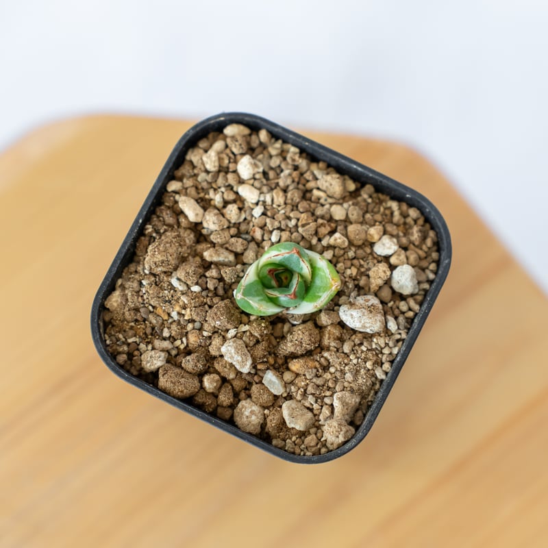 アガベ ピンキー【発根管理中】TC株 Agave Pinky 多肉植物 珍奇