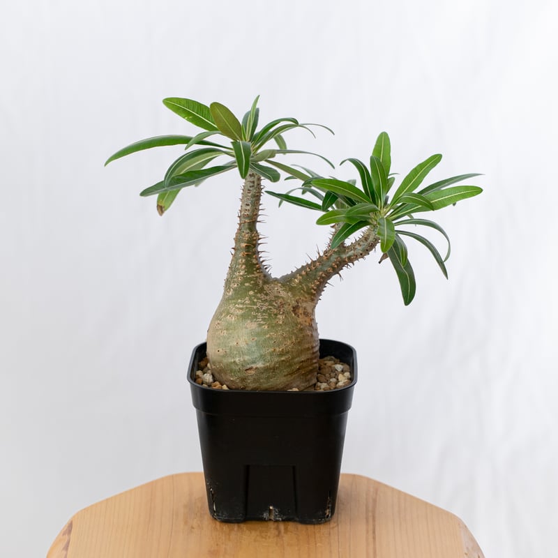 パキポディウム グラキリス 現地球 pachypodhium Gracilius 塊根植物 コ