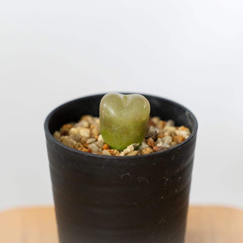 コノフィツム マウガニー 実生 Conophytum maughanii 多肉植物 珍奇