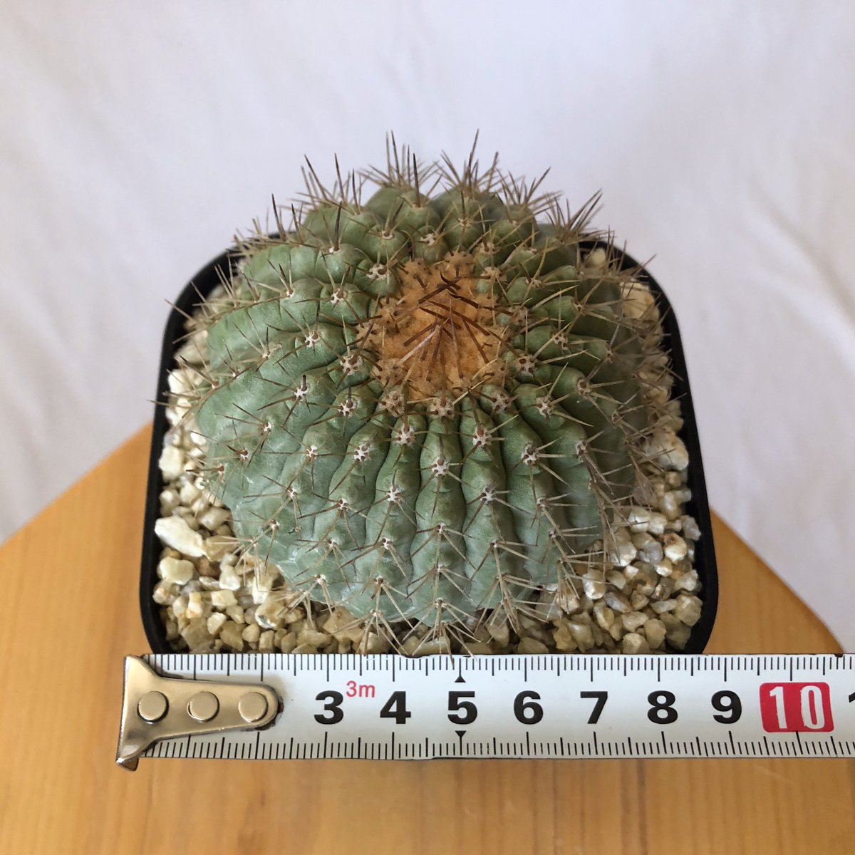 コピアポア コルムナアルバ 孤竜丸 台付 美株 Copiapoa cinerea var. c