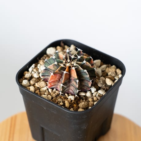 ギムノカリキウム ミハノビッチ 実生 緋牡丹錦 ヒボタンニシキ Gymnocalycium mihanovichii サボテン 多肉植物 珍奇植物 静岡 ANTIDOTE 通販 S1372