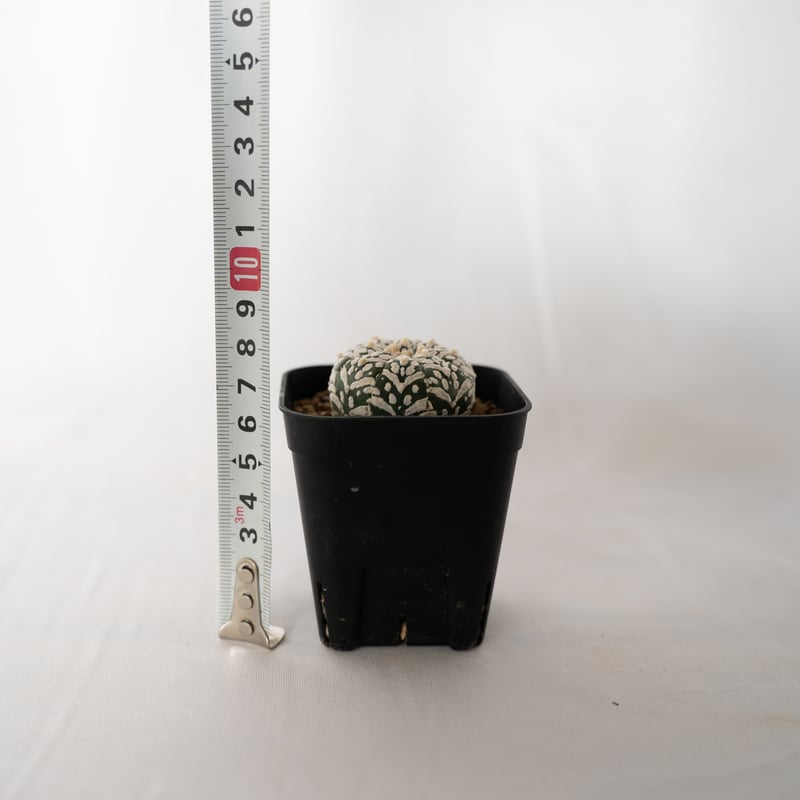 アストロフィツム スーパー兜 Vタイプ アロータイプ Astrophytum 多肉
