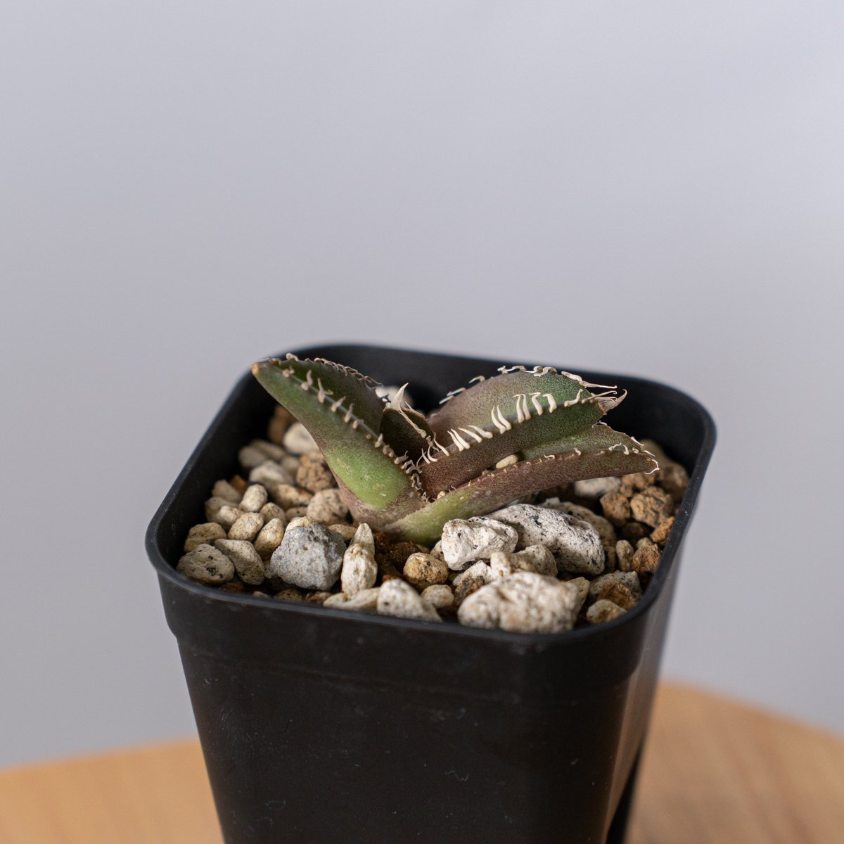 アガベ　チタノタ　金蟾　キンセン　現品株　鉢ごと アガベ チタノタ 金蟾（キンセン）/ ks-01 | アガベ専門店 モンスター