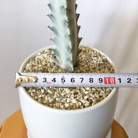 ユーフォルビア ホワイトゴースト 鉢セット Euphorbia lactea White Ghost 多肉植物 観葉植物 珍奇植物 静岡 ANTIDOTE 通販 S1119