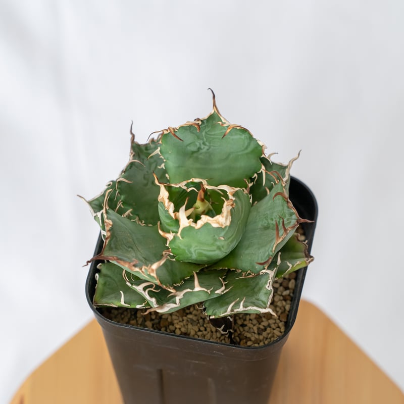アガベ  多肉植物 チタノタ 白鯨  特別な価格 Agave Titanota 白鯨 (White Whale) アガベ チタノタ / 中株(4号鉢