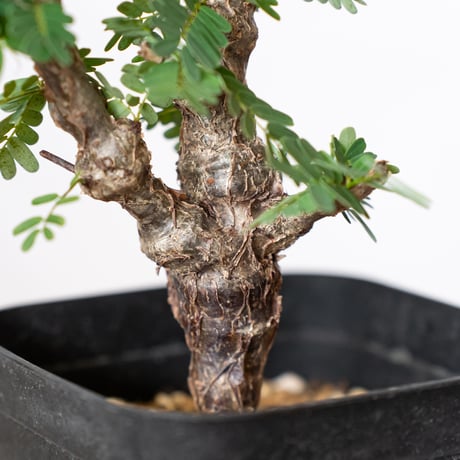 センナ メリディオナリス 実生 Senna Meridionalis コーデックス 塊根植物 多肉植物 珍奇植物 静岡 ANTIDOTE 通販 S709