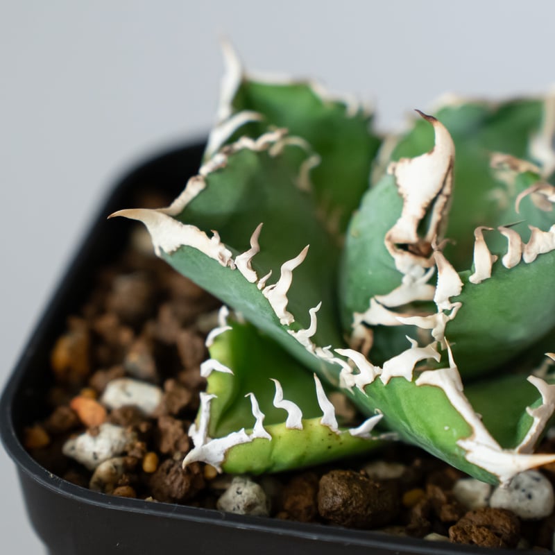 アガベ チタノタ 白幽霊【発根管理中】TC株 agave titanota white gho