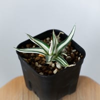 アガベ 氷山 白中斑【発根管理中】TC株 Agave victoriae-reginae Hyouzan 多肉植物 珍奇植物 静岡 ANTIDOTE 通販 S1448