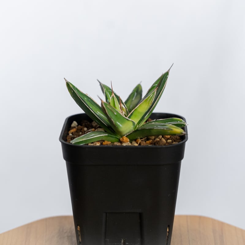 アガベ 笹の雪 サンキング OC株 Agave victoriae-reginae varie