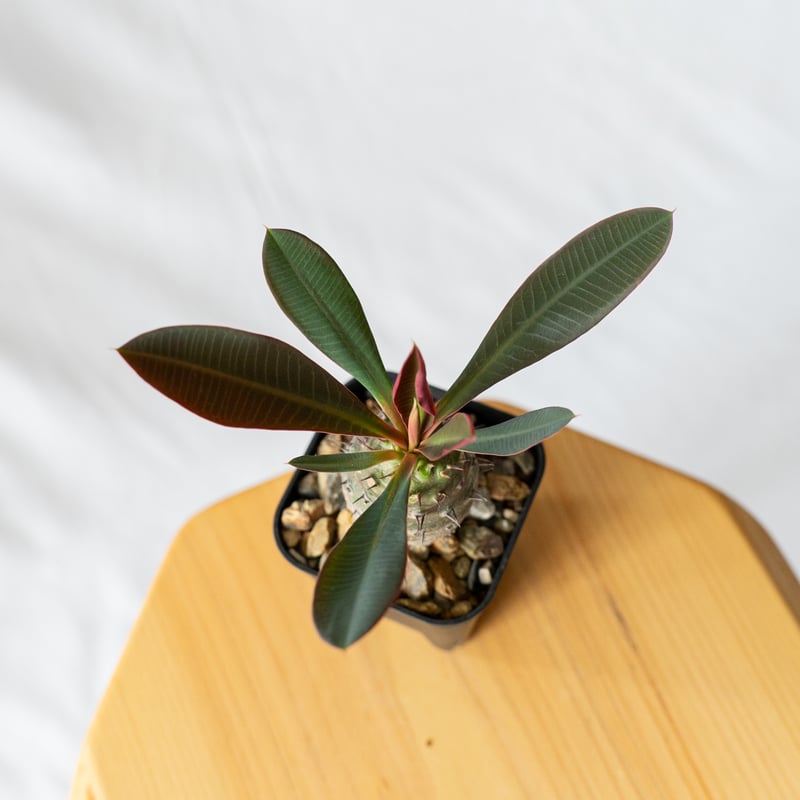 ユーフォルビア　カンダレンシス　多肉植物　サボテン　パキポディウム 多肉植物・サボテン販売～PICO庵～ / ユーフォルビア属 魔紅