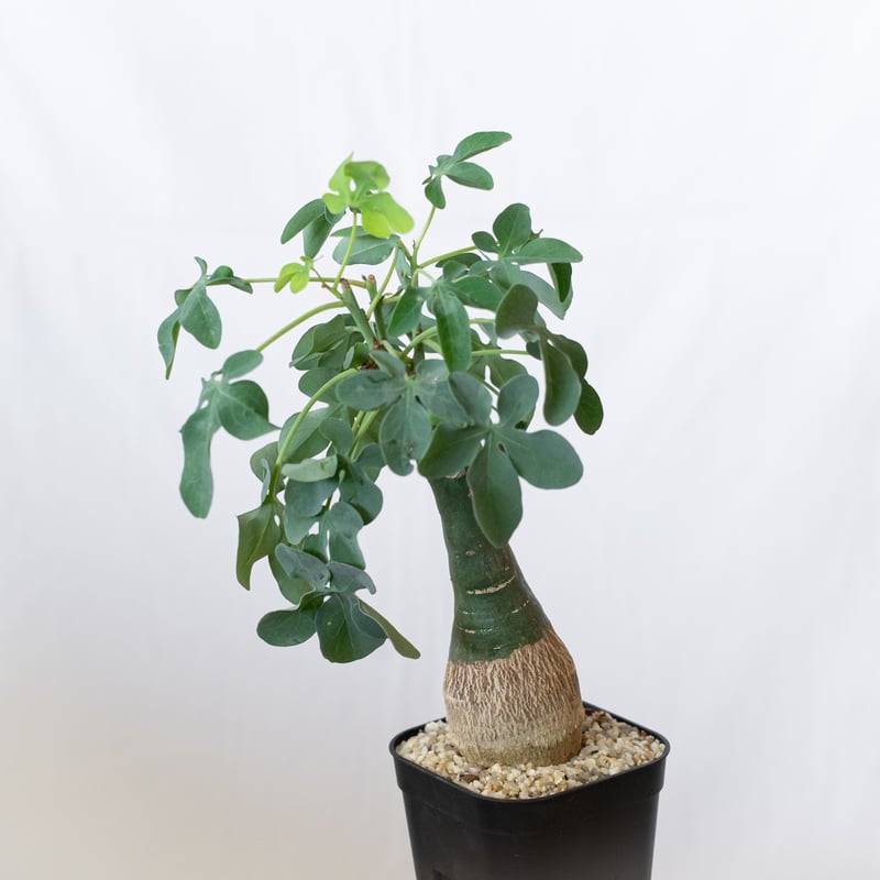 アデニア グラウカ 幻蝶かずら Adenia glauca 塊根植物 コーデックス