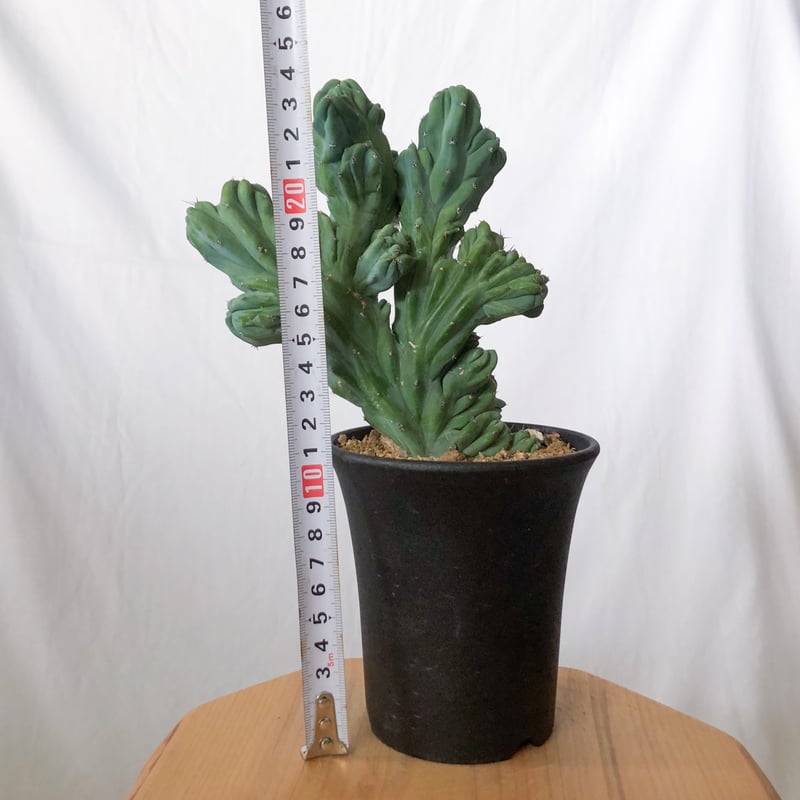 ミルティロカクタス 竜神木 石化 実生 Myrtillocactus geometrizans
