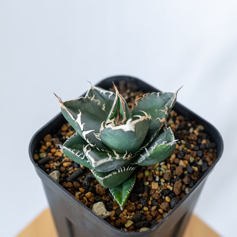 アガベ チタノタ 南アフリカダイヤモンド Agave titanota South Afric
