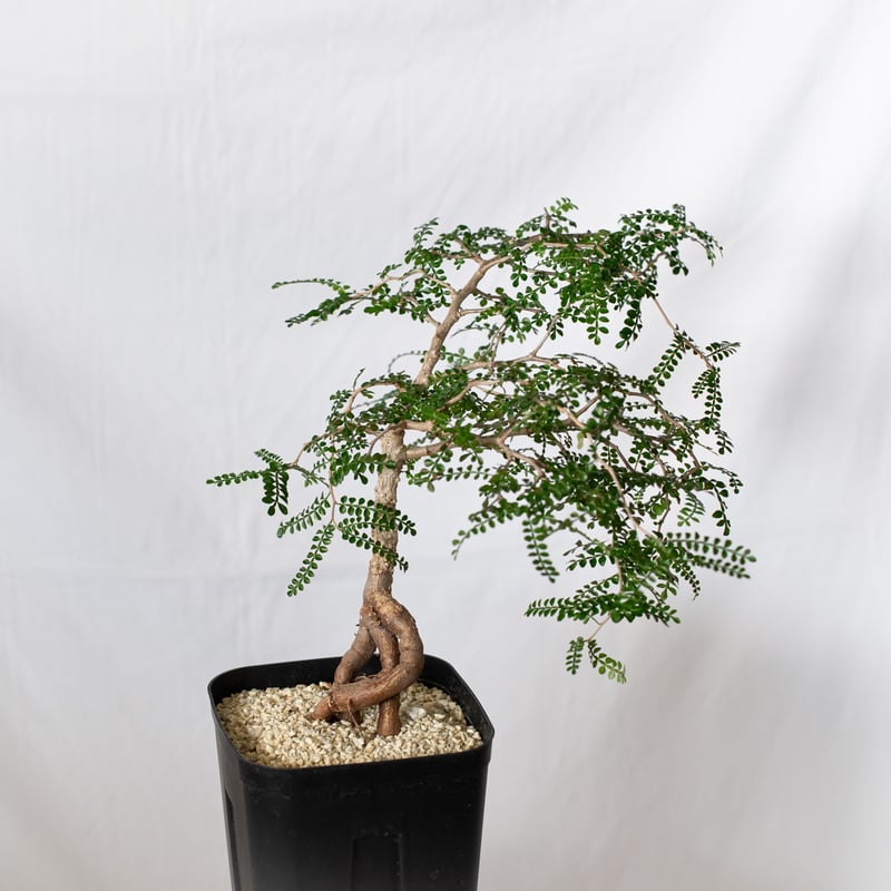 オペルクリカリア パキプス 実生 Operculicarya pachypus 塊根植物 多肉